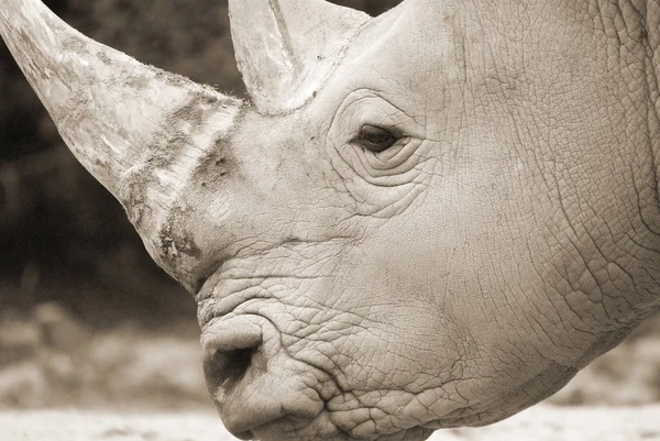 Rhinoceros Jardim Zoológico Granby Quebec Canadá — Fotografia de Stock