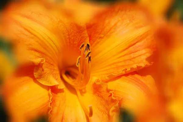 Lilie Květiny Zblízka Zahradě — Stock fotografie