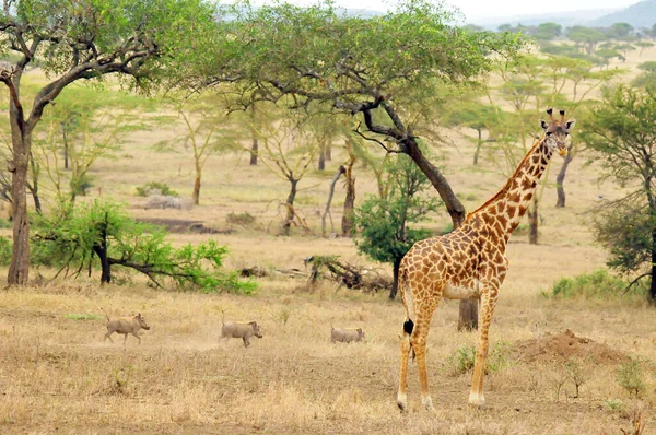 Giraffe Der Serengeti Ein Großteil Der Serengeti War Außenstehenden Als — Stockfoto