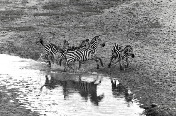 Zebras Amboseli Nationalpark Dem Ehemaligen Masai Amboseli Wildreservat Befinden Sich — Stockfoto