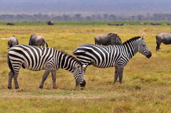 Zebras Amboseli国家公园 前Maasai Amboseli野生动物保护区 位于肯尼亚裂谷省Kajiado区 — 图库照片