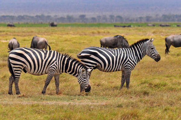 Zebras Amboseli National Park, formerly Maasai Amboseli Game Reserve, is in Kajiado District, Rift Valley Province in Kenya.