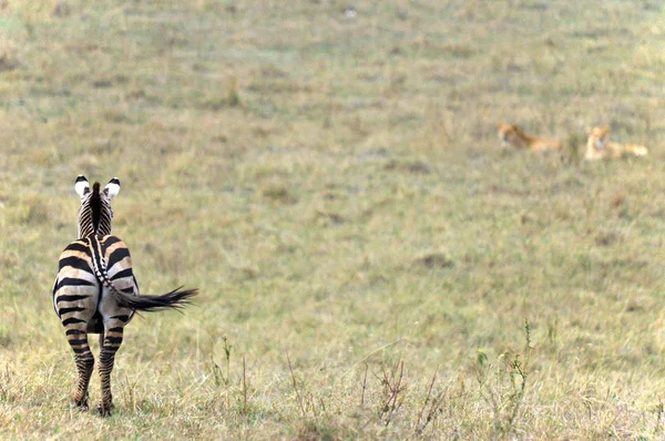 Zebras Amboseli Nationalpark Dem Ehemaligen Masai Amboseli Wildreservat Befinden Sich — Stockfoto