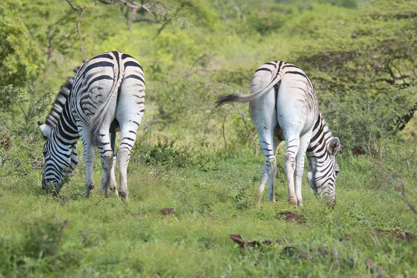 Zebrák Hluhluwe Umfolozi Game Reserve Található 280 Északra Durbanban Legrégebbi — Stock Fotó