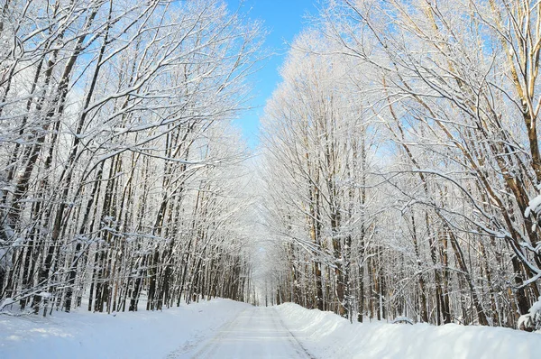 Paisagem Inverno Cidade Oriental Quebec Canadá — Fotografia de Stock