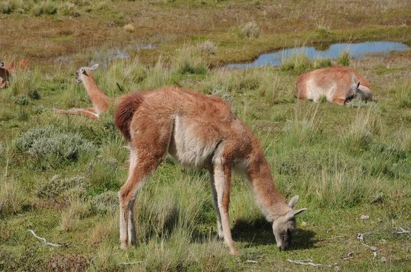 Guanacoes Lama Guanicoe Patagonia Torres Del Paine Nombre Guanaco Proviene — Foto de Stock