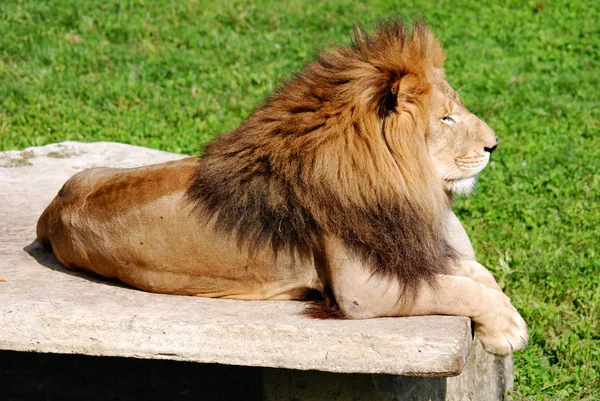 ライオンはパンテラ属の4匹の大きな猫のうちの1匹であり フェレイデス科の一員である 体重が250Kgを超える雄もおり 虎に次いで2番目に大きい — ストック写真