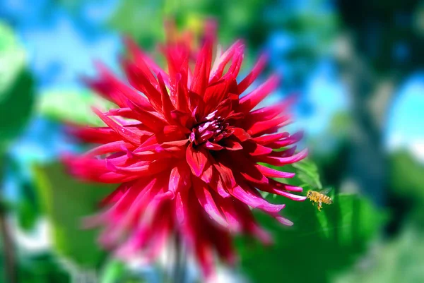 Bee Flower Botanical Garden — Stock Photo, Image