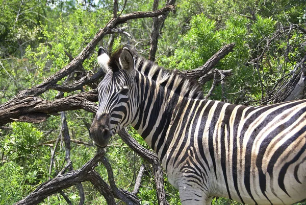 Zebras Afrikanska Motsvarigheter Mest Kända För Sina Distinkta Svarta Och — Stockfoto