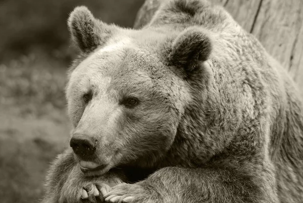 Грізлі Вий Ведмідь Англ Grizzly Bear Підвид Бурого Ведмедя Який — стокове фото