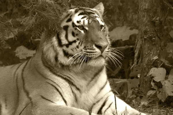 Tigre Panthera Tigris Membro Família Felidae Maior Dos Quatro Grandes — Fotografia de Stock