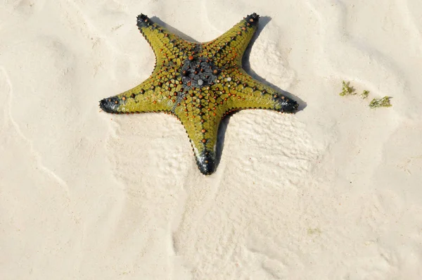 Zanzibar Tanzania Rozgwiazdy Lub Gwiazdy Morskie Szkarłupnie Należące Klasy Asteroidea — Zdjęcie stockowe