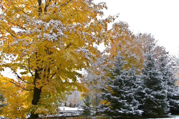 Winterlandschap Met Sneeuw — Stockfoto