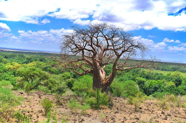 バオバブ ボアボア ボトルツリー 逆さまの木 猿のパンの木タランジレ国立公園は ルアハ セレンゲティ ミクミ カタヴィ モンコマジの後にタンザニアで6番目に大きな国立公園です — ストック写真