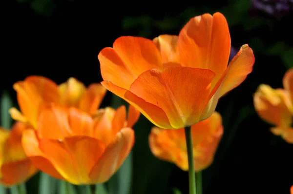 Свіжі Квітучі Тюльпани Весняному Саду — стокове фото