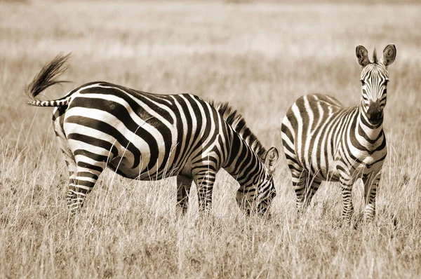 Zebras Serengeti Tanzania Serengeti Alberga Mayor Migración Mamíferos Mundo Que —  Fotos de Stock