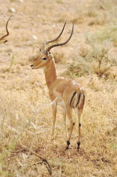 Impala Serengeti 坦桑尼亚 塞伦盖蒂是世界上最大的哺乳动物迁徙之地 也是世界上十大自然旅行奇观之一 — 图库照片