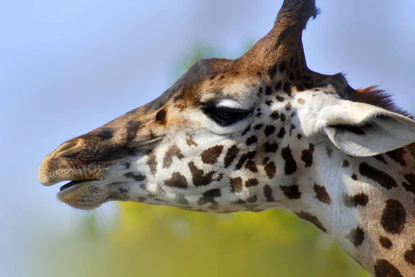 Giraffa Camelopardalis வபக இனங உயரம வதந — ஸ்டாக் புகைப்படம்