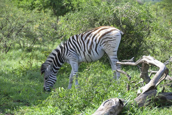 Zebras Hluhluwe Umfolozi Game Reserve Located 280 North Durban Oldest — Stock Photo, Image