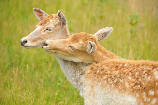 Young Couple Deer Deer Ruminant Mammals Forming Family Cervidae Species — Stock Photo, Image