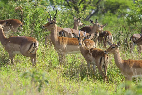 Impalas Reserva Caza Hluhluwe Umfolozi Ubicada 280 Norte Durban Parque — Foto de Stock