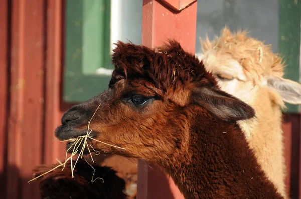 Alpaca Uma Espécie Camelóide América Sul Assemelha Pequeno Lhama Aparência — Fotografia de Stock