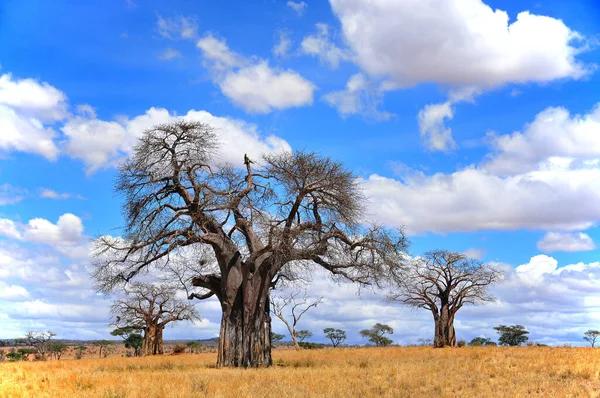 Baobá Boab Boaboa Árvore Garrafa Árvore Cabeça Para Baixo Árvore — Fotografia de Stock