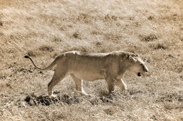 Лев Серенгети Принимает Самую Большую Миграцию Млекопитающих Мире Которая Является — стоковое фото
