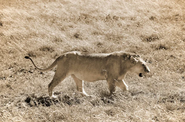 León Serengeti Alberga Mayor Migración Mamíferos Mundo Que Una Las —  Fotos de Stock