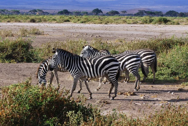 Zebras Serengeti Tanzanie Serengeti Hostí Největší Migraci Savců Světě Což — Stock fotografie