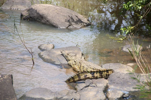 Hluhluwe Imfolozi Park Nile Crocodile African Crocodile Largest Freshwater Predator — Stock Photo, Image