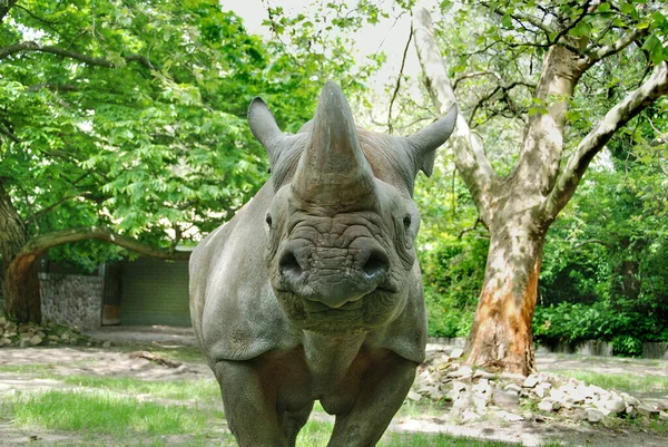 Чёрный Носорог Diceros Bicornis Вид Носорога Обитающий Восточной Центральной Частях — стоковое фото