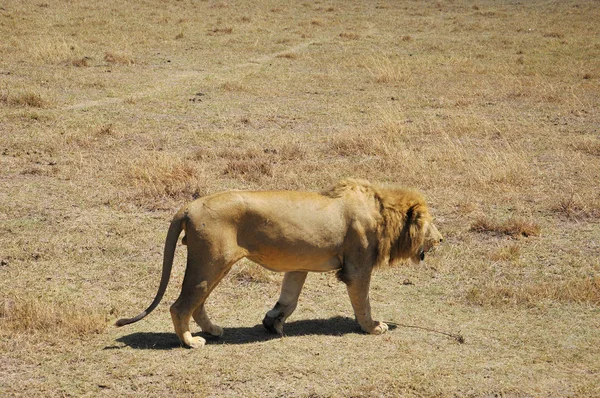 Lion Serengeti Herbergt Grootste Zoogdiermigratie Ter Wereld Een Van Tien — Stockfoto