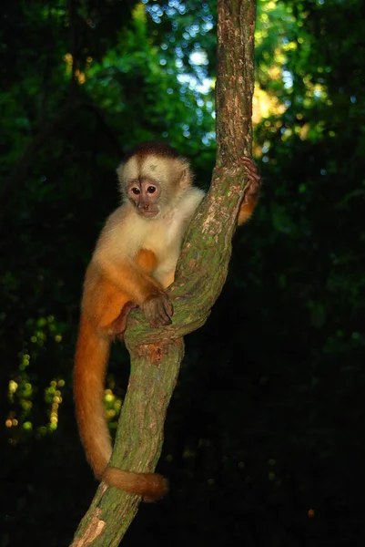 Pequeno Macaco Árvore Selva — Fotografia de Stock