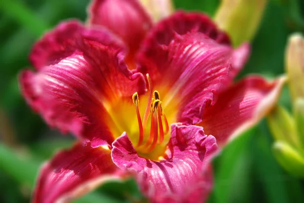 Lilly Kwiat Bliska Ogrodzie — Zdjęcie stockowe