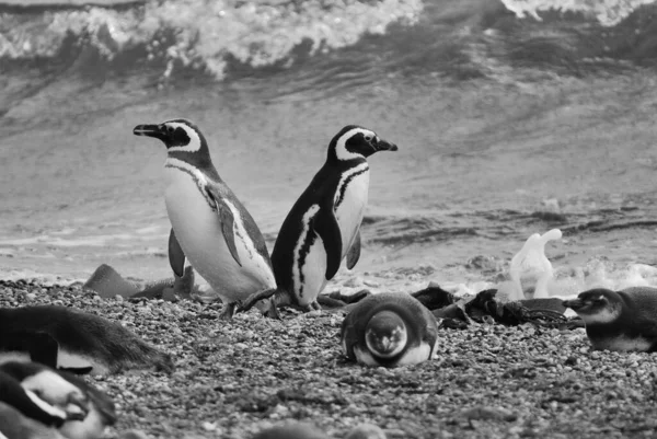 Magellan Penguins Ordning Sphenisciformes Familj Spheniscidae Grupp Vattenlevande Flyglösa Fåglar — Stockfoto