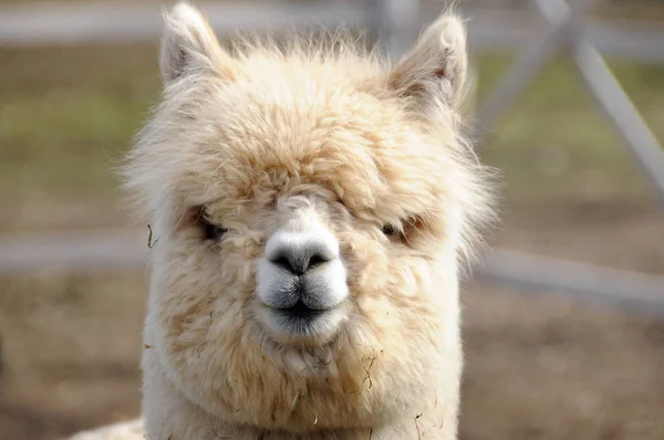 Una Alpaca Vicugna Pacos Una Especie Camélido Sudamericano Parece Una — Foto de Stock