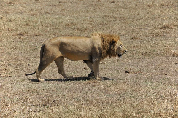 Leonessa Del Serengeti Ospita Più Grande Migrazione Mammiferi Del Mondo — Foto Stock