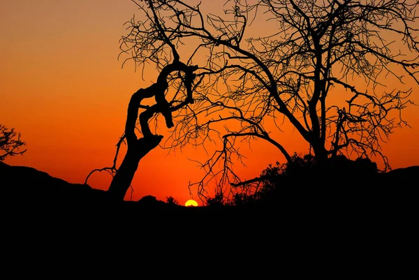 Puesta Sol Naranja Parque Kruger Sudáfrica —  Fotos de Stock