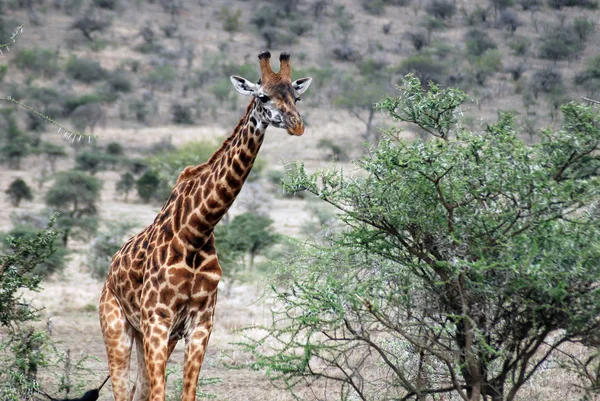 Bir Zürafa Serengeti Milli Parkı Tanzanya — Stok fotoğraf