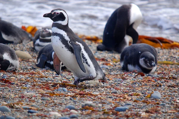 Magellan Penguins Ordning Sphenisciformes Familj Spheniscidae Grupp Vattenlevande Flyglösa Fåglar — Stockfoto