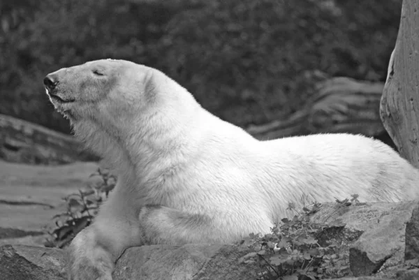 Urso Polar Ursus Maritimus Urso Nativo Grande Parte Dentro Círculo — Fotografia de Stock