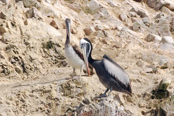 Akvatiska Fåglar Vid Paracas National Reservation Eller Den Peruanska Galapagos — Stockfoto