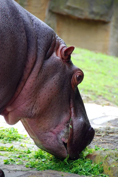 Ιπποπόταμος Hippopotamus Amphibius Ιπποπόταμος Από Αρχαία Ελληνικά Για Άλογο Του — Φωτογραφία Αρχείου