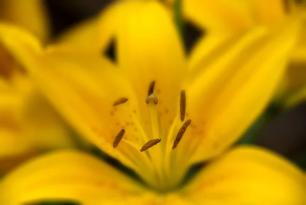 Lilium Género Plantas Herbáceas Con Flores Que Crecen Partir Bulbos — Foto de Stock