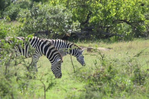 Hluhluwe Imfolozi Park South Africa Burchell Zebra Equus Quagga Burchellii — стокове фото