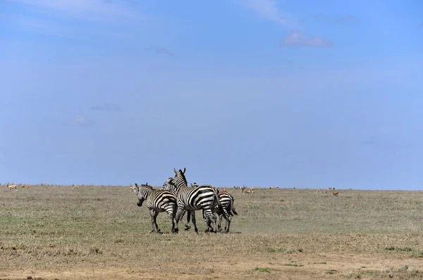 Zebras Serengeti Tanzania Serengeti Alberga Mayor Migración Mamíferos Mundo Que — Foto de Stock