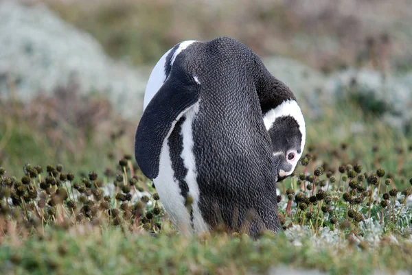 Пингвин Гумбольдта Называемый Перуанским Пингвином Patranca Южноамериканский Пингвин Размножающийся Прибрежных — стоковое фото