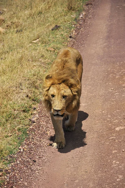 Leone Del Serengeti Ospita Più Grande Migrazione Mammiferi Del Mondo — Foto Stock