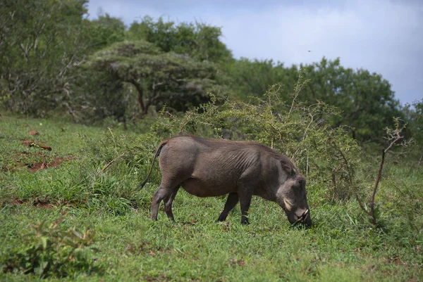 Hluhluwe imfolozi park South Africa, Warthog or Common Warthog (Phacochoerus africanus) is a wild member of the pig family that lives in grassland, savanna, and woodland in Sub-Saharan Africa